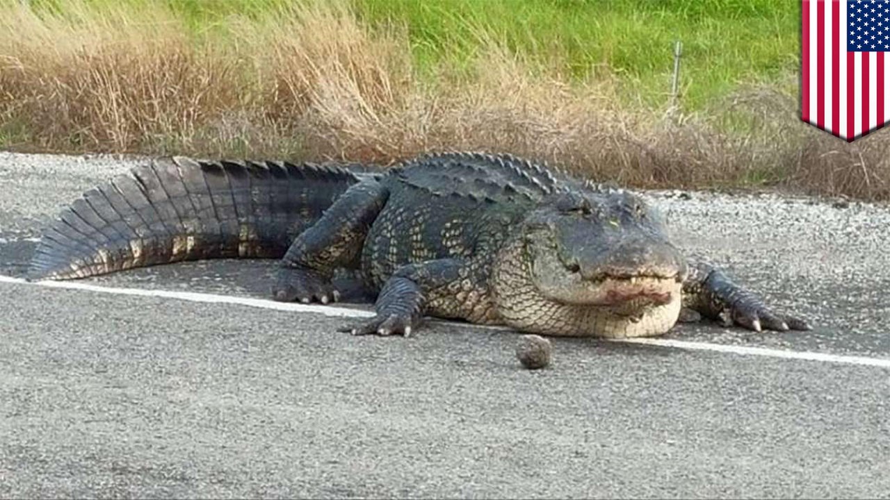 Large predators showing up in odd places