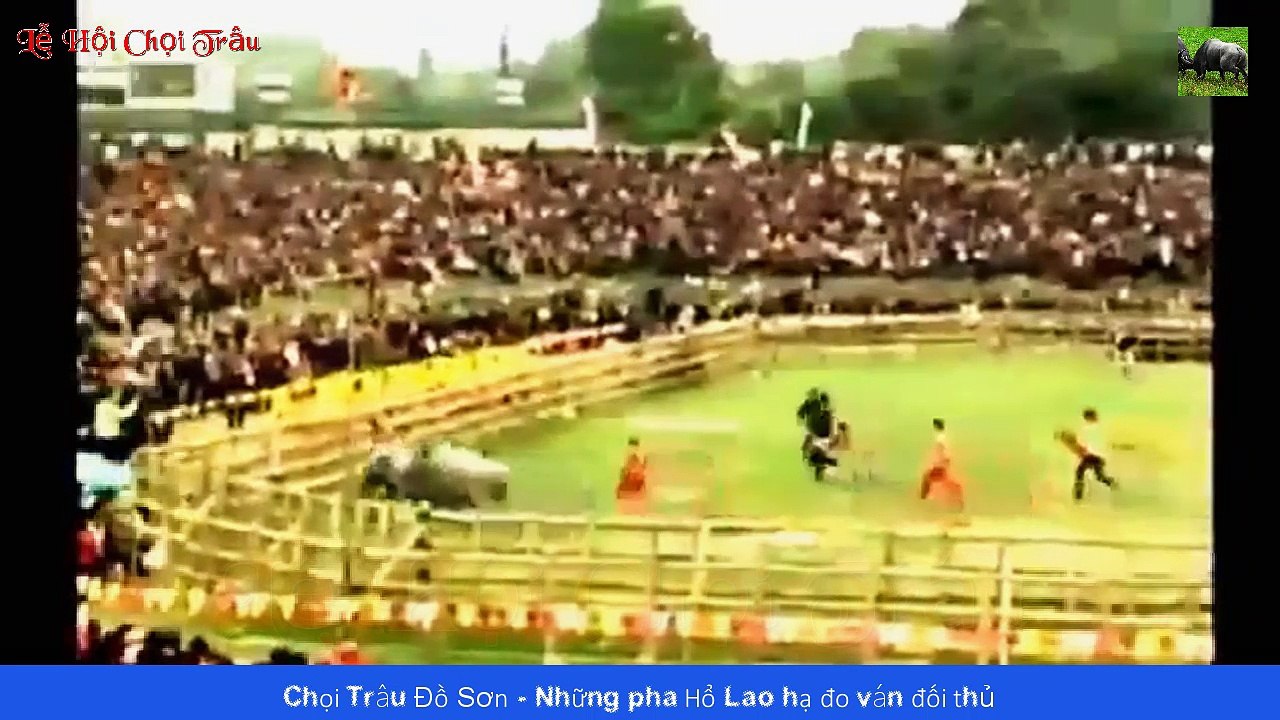 Chọi Trâu Đồ Sơn - Tổng hợp những pha Hổ Lao hạ đo ván đối thủ chết ngay tại xới