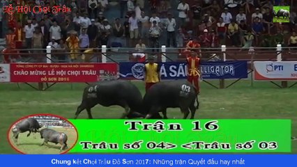 Chọi Trâu Đồ Sơn 2017 - Những trận Quyết đấu hay nhất vòng Chung Kết