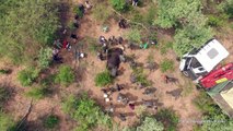 De l'Afrique du Sud au Tchad: le long voyage de 6 rhinocéros