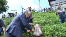 Cumhurbaşkanı adayı Muharrem İnce çay topladı