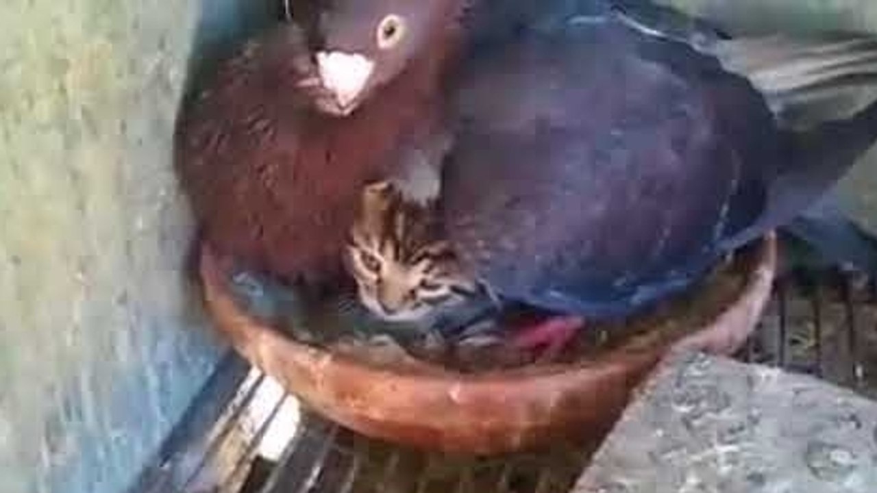 Un pigeon couve un chaton