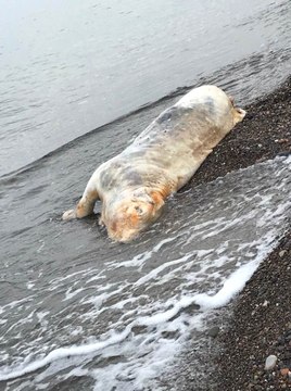 Kastamonu'da Sahile Ayakları Bağlanmış İnek Ölüsü Vurdu