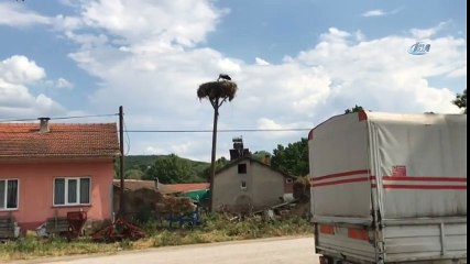 Yavru Leylekler Yumurtadan Çıktı