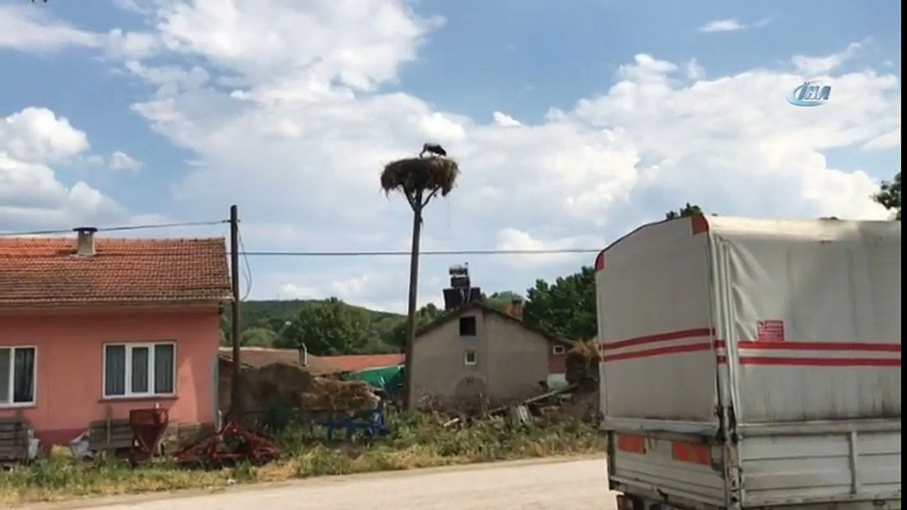 Yavru Leylekler Yumurtadan Çıktı