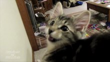 O adorável gatinho que tem o miado mais estranho da história!