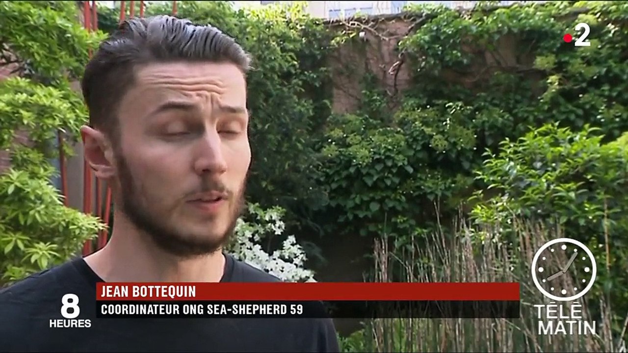 Pas-de-Calais : la traque aux tueurs de phoques