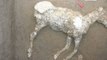 Pompeii Archaeologists Uncover Remains of Horse That Perished in Vesuvius Eruption