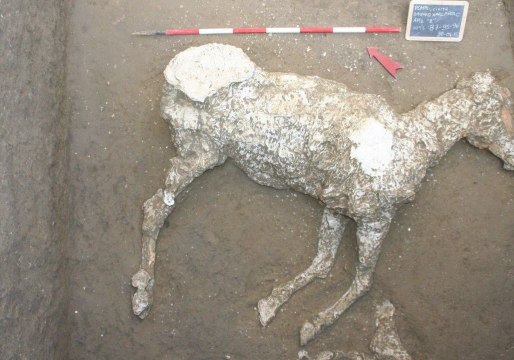 Pompeii Archaeologists Uncover Remains of Horse That Perished in Vesuvius Eruption