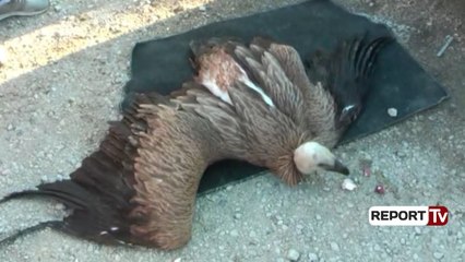 Shqiponjat po mbesin vetëm në flamur, situatë emergjente në Krujë, specialistët japin alarmin