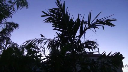 Moving to Belize get used to the birds