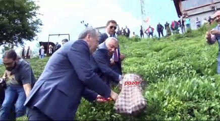 İnce Rize'de çay topladı