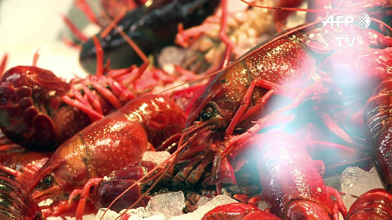 'Berliner Hummer' - delikate Krebse aus dem Tiergarten