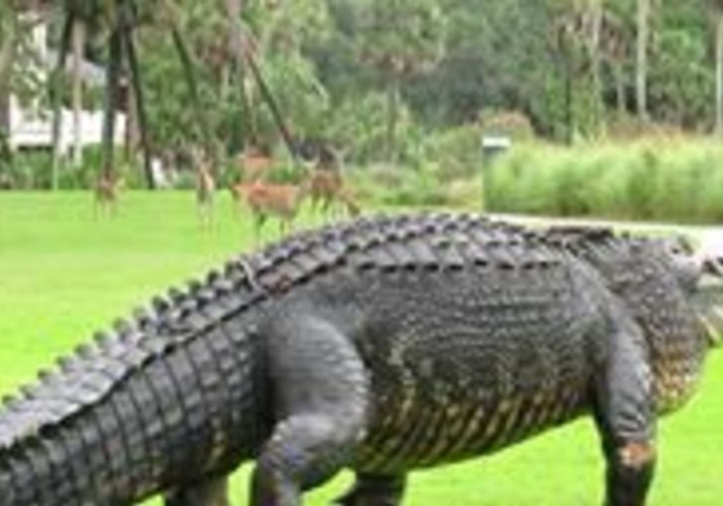 Alligator Strolls Across South Carolina Golf Course as Deer Keep Their Distance