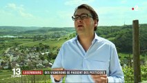Luxembourg : des vignerons ont décidé de se passer des pesticides