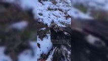Shqiponja e robëruar lirohet nga policia - Top Channel Albania - News - Lajme