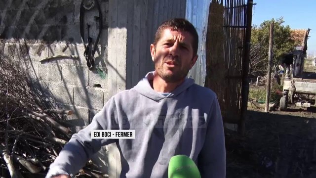 Domatet e dimrit, fermerët kërkojnë treg - Top Channel Albania - News - Lajme