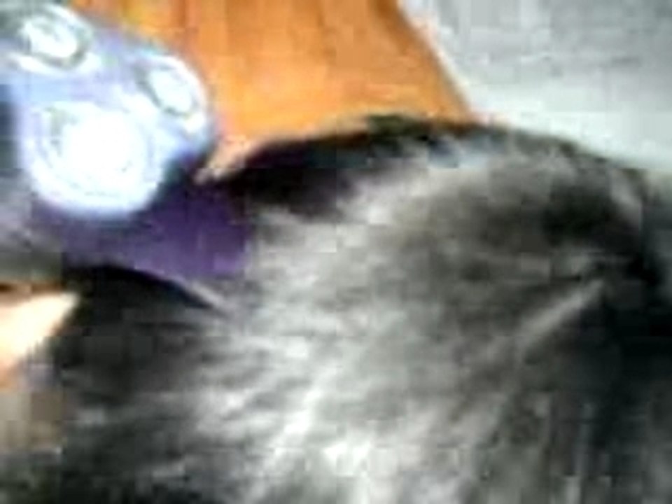 MOV00066