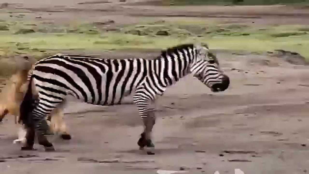 Baby Wildebeest Powerful Escape The Siege Of Lions - Wild Animal Attacks