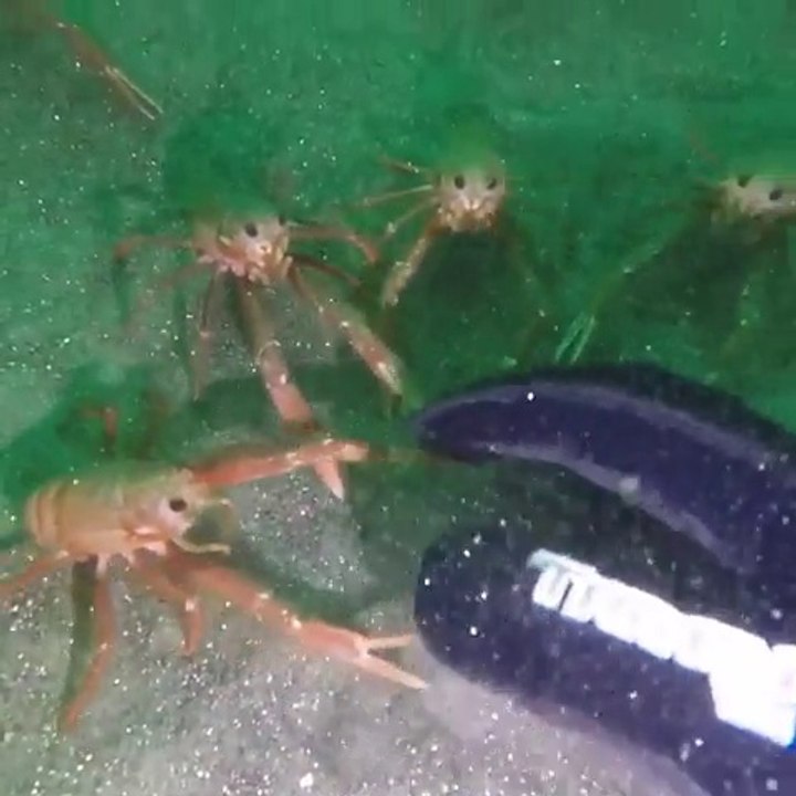 Ces petites langoustes sont très curieuses quand elles croisent ce plongeur... Adorable