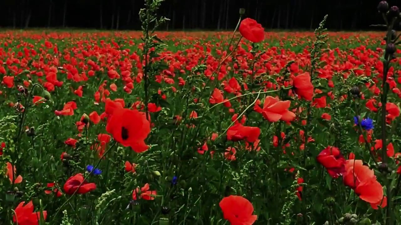 Solvejgs Lied, Edvard Grieg, Arno Argos Raunig, sopranist