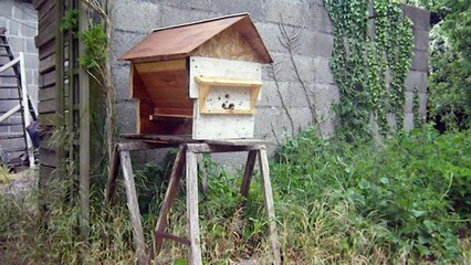 ruchette piège kényane