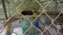 Laos: trois pandas roux rescapés d'un trafic d'animaux