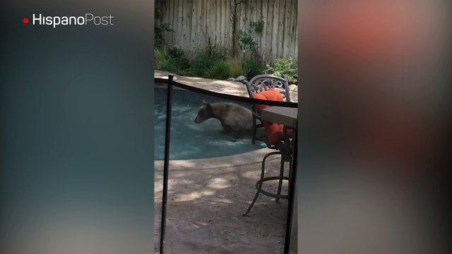 No pudo usar su piscina porque unos osos decidieron darse un chapuzón en ella