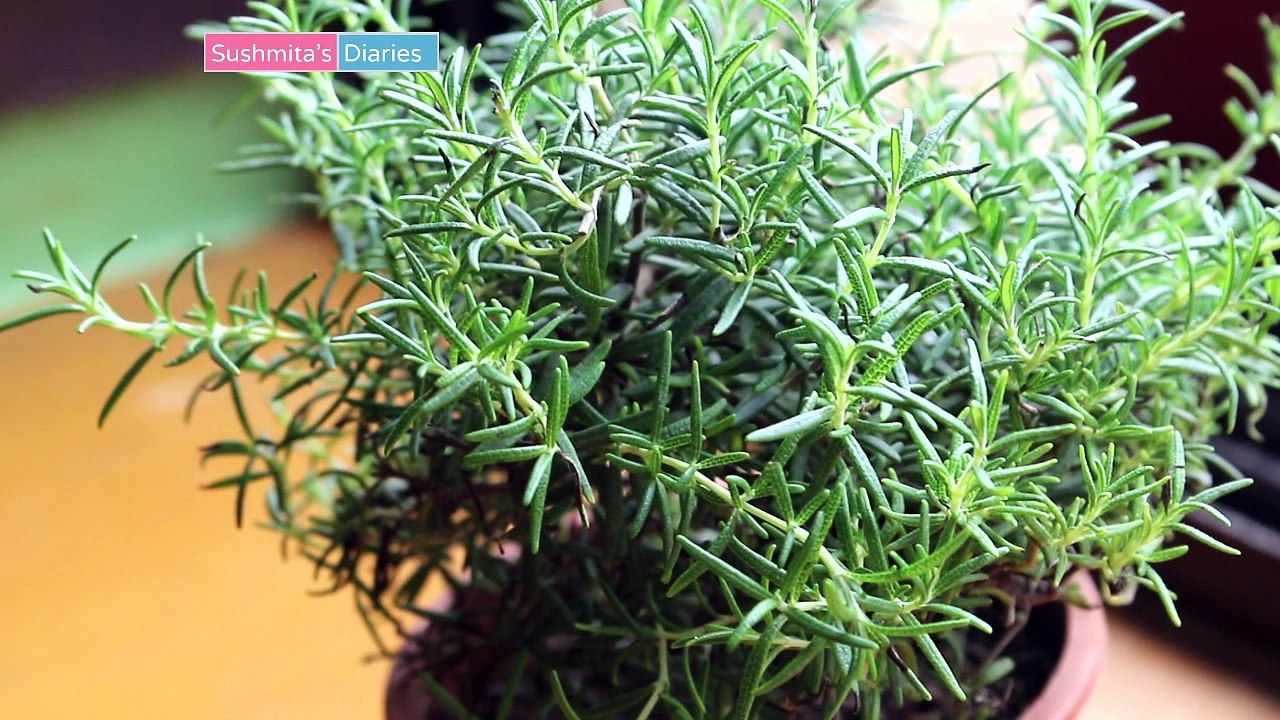 How To Use Essential Oils For Hair Growth? 3 Best Hair Growing Essential Oils | Sushmita's Diaries