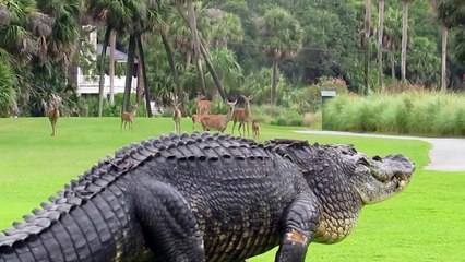 Un gros alligator dans un parcours de golf !