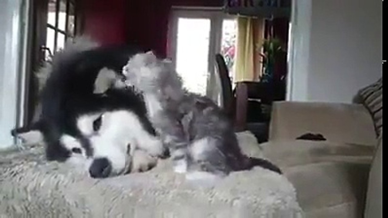 Amazing dog playing with a cat strange friendship
