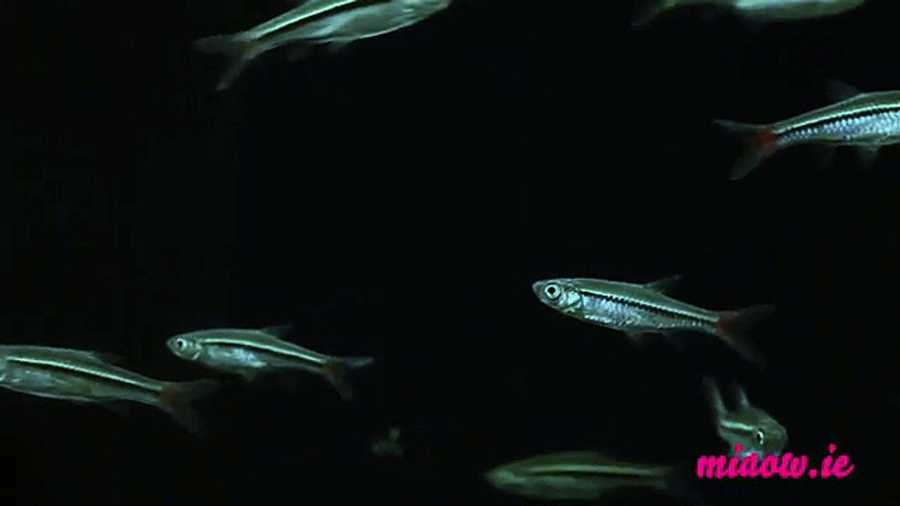 Telekat: videos for cats to watch - Incredibly Tasty Looking Fish!