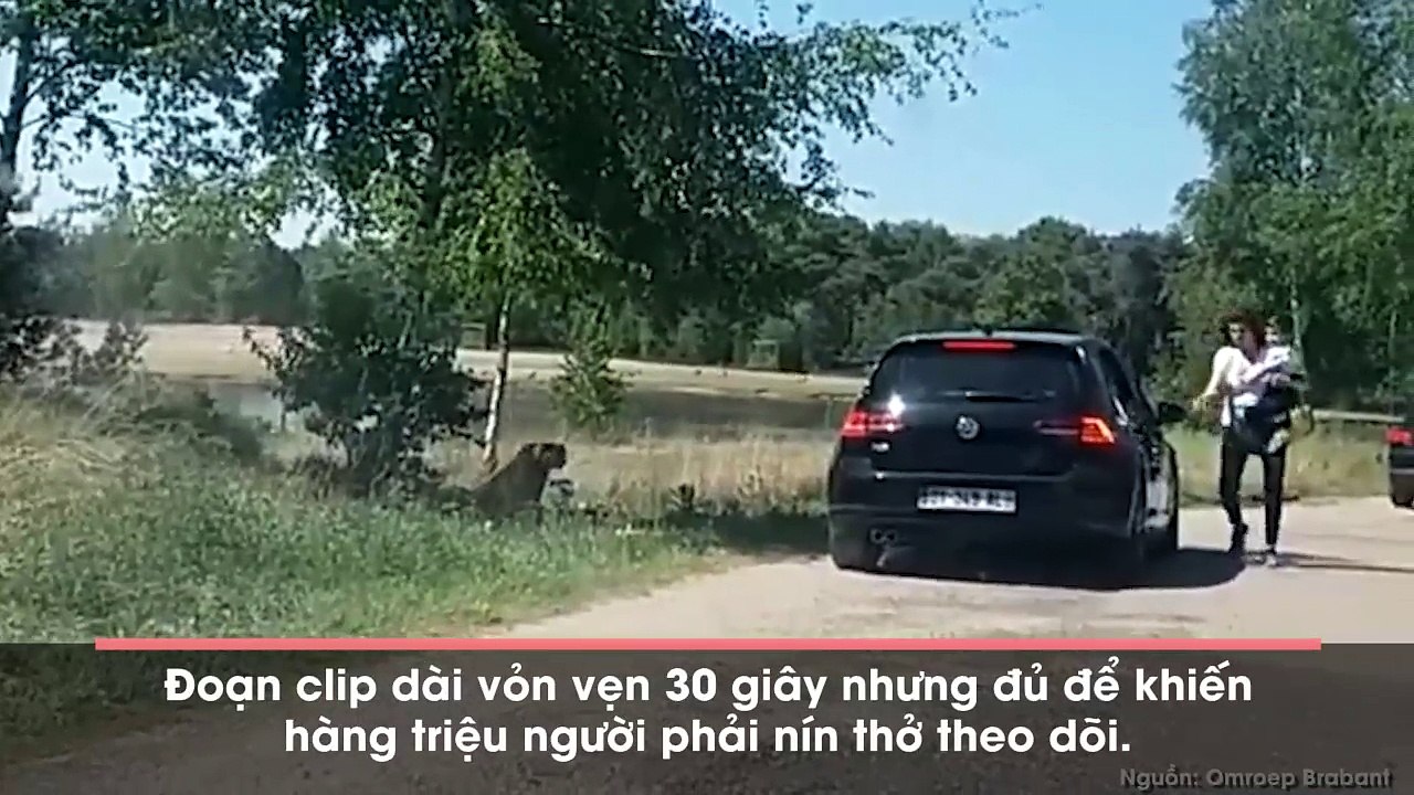 Clip cận cảnh đàn báo rượt người trong công viên khiến hàng triệu người phải nín thở theo dõi