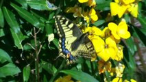 Magnifique Machaon ou Grand porte-queue filmé en Bretagne