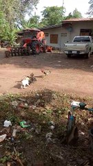 Un chien vient séparer 2 coqs en plein combat