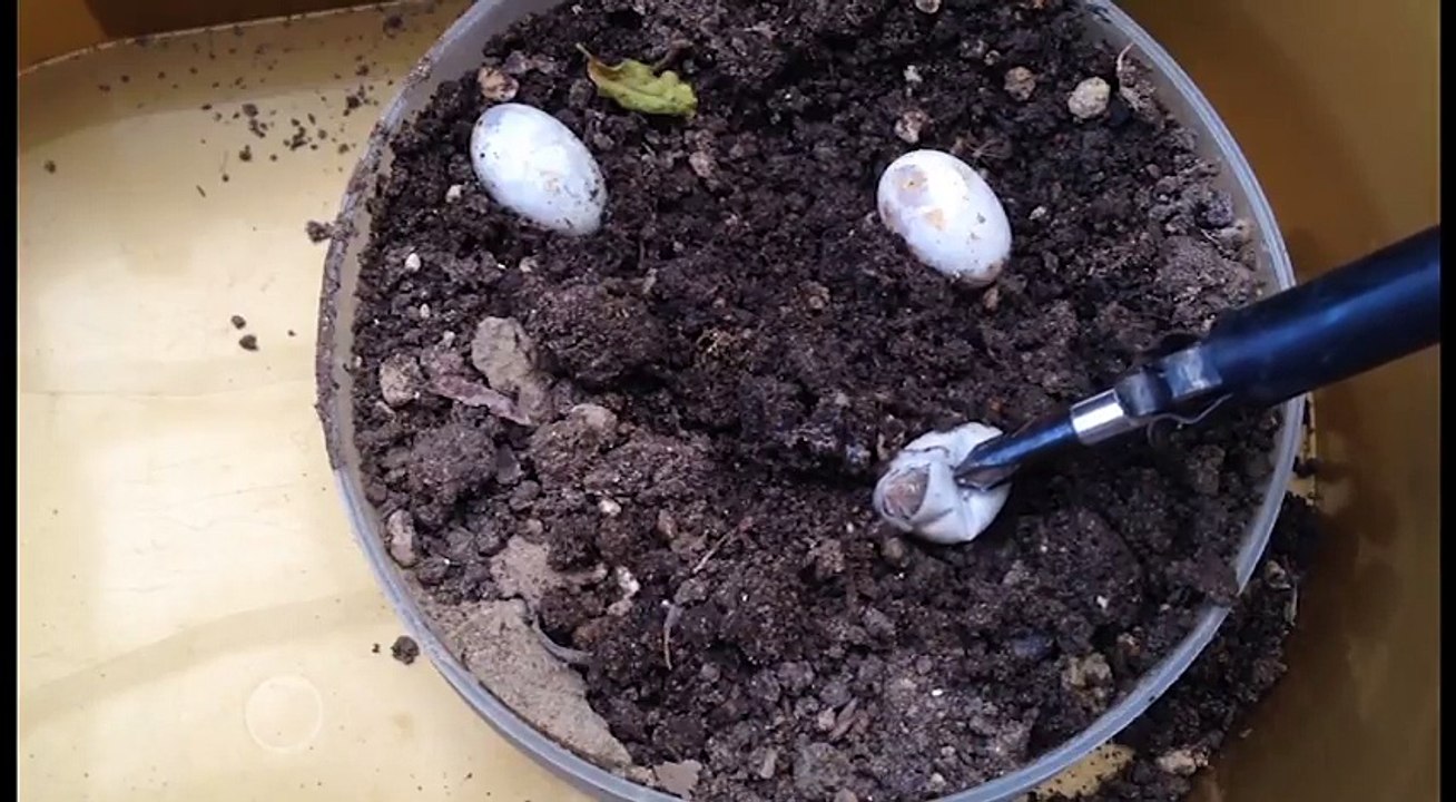 Il aide un bébé lézard à sortir de son oeuf