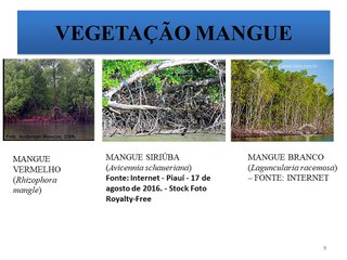 Pampas e Mangues - Características