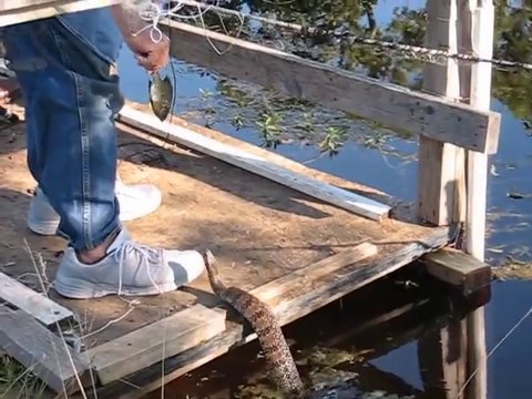 Un homme nourrit un serpent sauvage à la main tout les jours