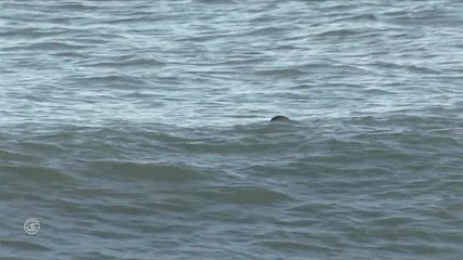 Adrénaline - Surf : Oi Rio Women's  Pro, Women's Championship Tour - Round 1 Heat 5 - Full Heat Replay