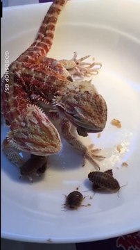 Des lézards siamois : 2 têtes pour une queue.