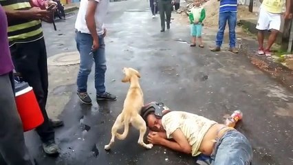 Download Video: El peludo le daba besos para intentar despertarlo, al tiempo que evitaba que le tocaran a su humano ¡Esto es amor puro, amor perruno!