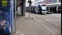 فيديو أنتشر لبط في ألمانيا ينتظر أن تصبح الإشارة خضراء ليقطع الشارع!