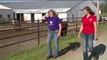 Retired Racehorses Find New Purpose at Animal Rescue and Therapy Farm