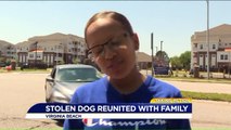 Owners Reunited with Dog Stolen from Their Home
