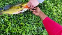 MONSTER 20LB FISH in Small Urban Pond! Flyfishing surprise!