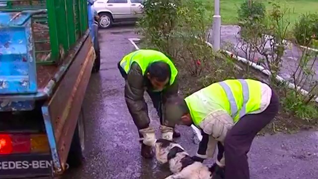 360° Gradë - Bashkia Vret Qentë E Rrugës, Shoqata Arsa Thirrje Për Ndaljen E Raprezaljes