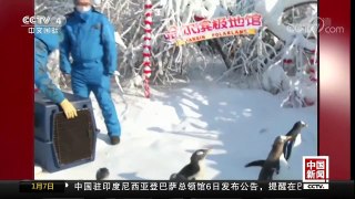 [中国新闻]黑龙江：新生企鹅宝宝雪地撒欢儿 | CCTV中文国际