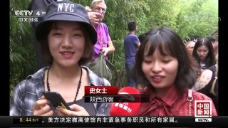 [中国新闻]四川：萌翻“熊猫幼儿园”2017届新生集体亮相 | CCTV-4