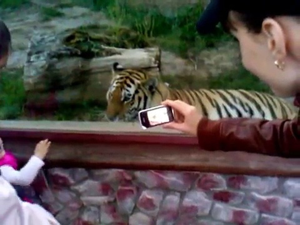 Tiger gets angry when they record it