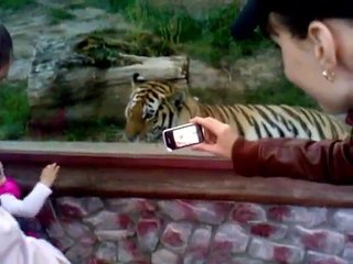 Tiger gets angry when they record it